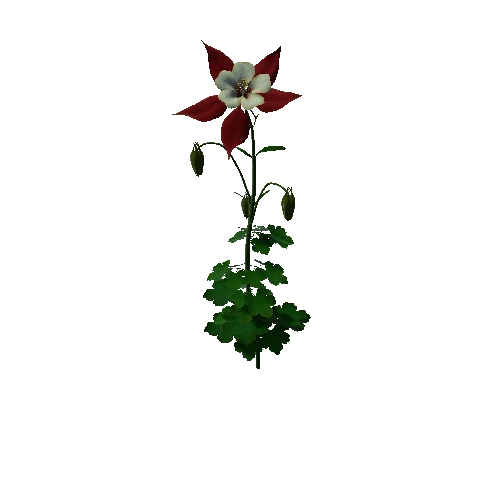 Flower Colorado Columbine4.1